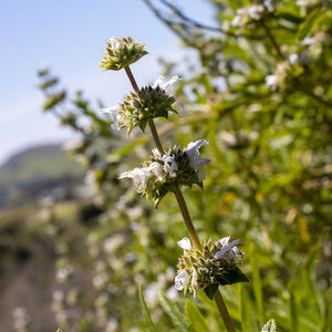 Meet your Posher, Maggie